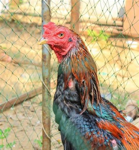 Asil chicken for sale. Things To Know About Asil chicken for sale. 